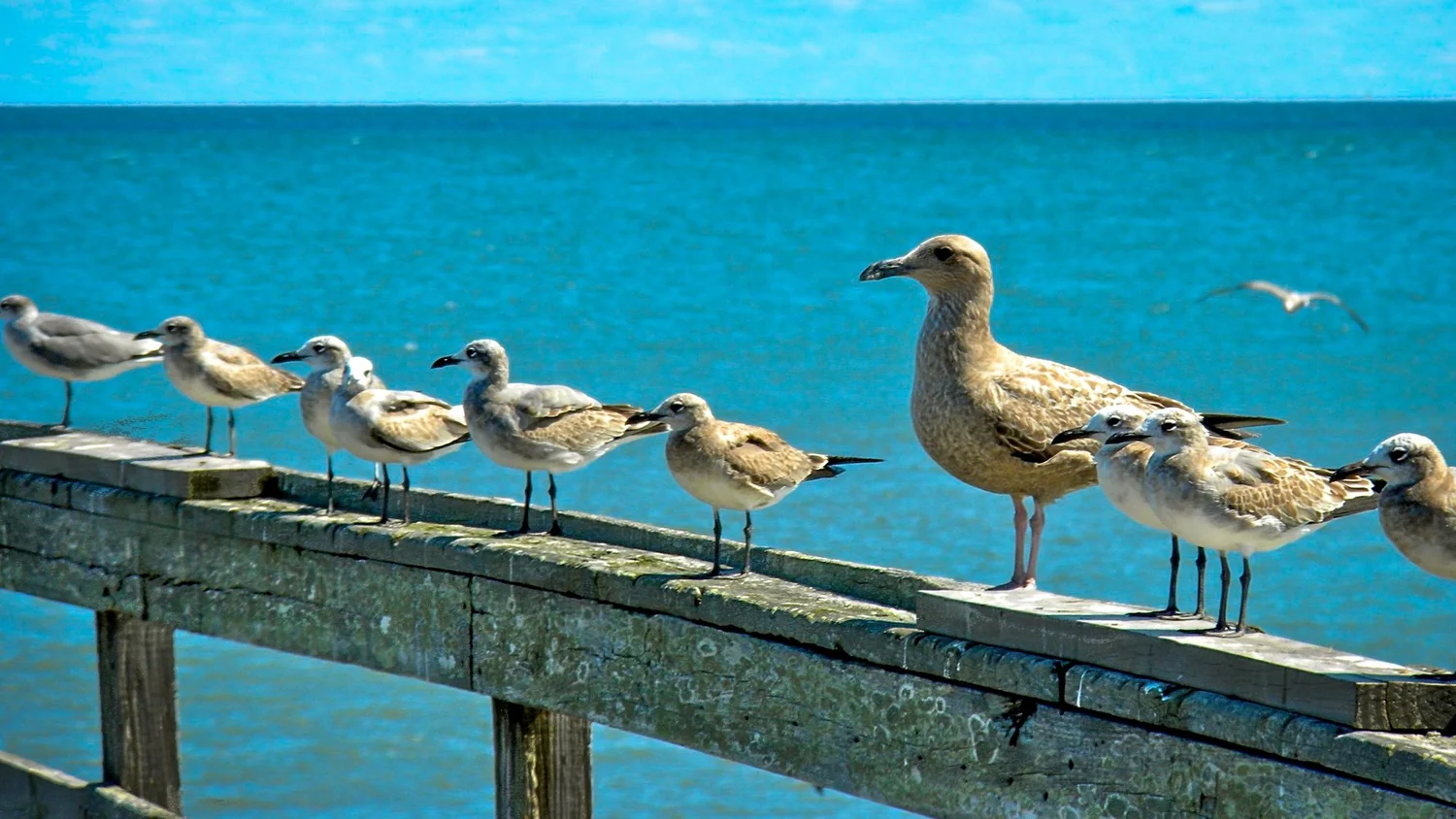 Row of seagulls perched on a weathered pier rail above blue water